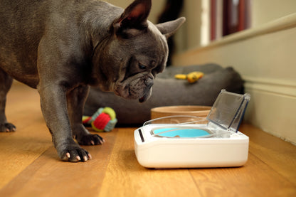 SureFeed® Sealed Pet Bowl – SLOFE3D