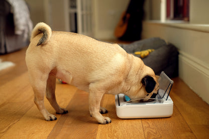 SureFeed® Sealed Pet Bowl – SLOFE3D